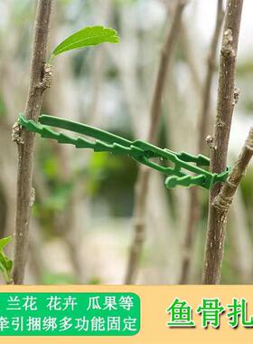多用途鱼骨刺绿色园林绑扎带 园林线 扎带 园艺鱼骨扎线植物固定