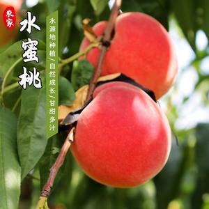 北京平谷大桃5斤包邮 水蜜桃水果新鲜超甜可口脆桃当季硬桃子毛桃