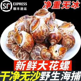 花螺鲜活新鲜海螺特大号海鲜水产鲜活鲜冻冷冻特大花螺贝类