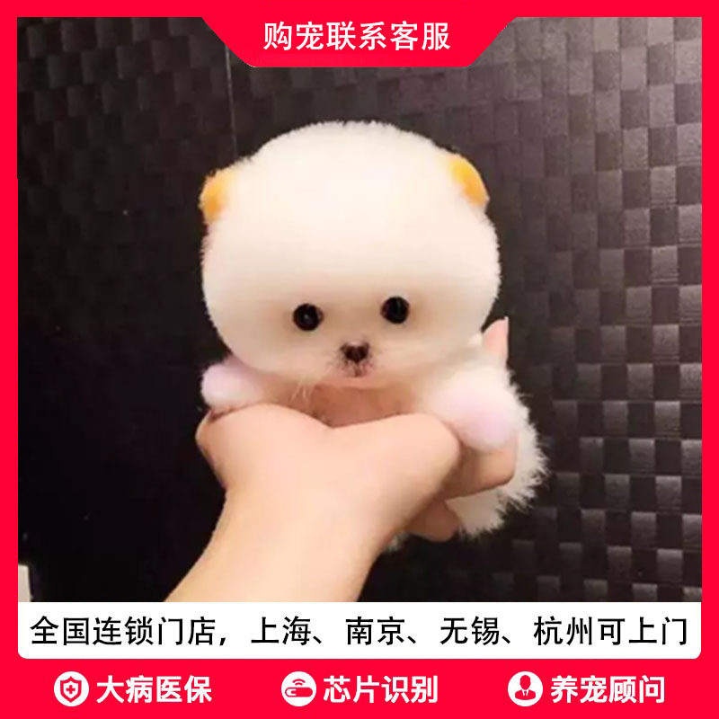 豪宠汇犬舍纯种小博美幼犬活体小茶杯犬宠物小狗狗小型可爱小博美