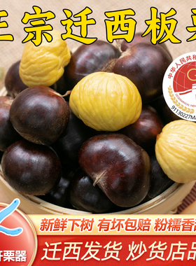 栗仟帆 正宗迁西板栗生新鲜3113农家生毛栗子甜糯油栗燕山旗舰店