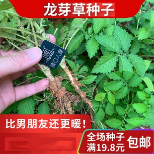 仙鹤草种子材草药肾草脱力草狼牙草多年生植物龙芽草种子