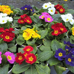 报春花种籽 迎春花种子花卉种孑室内阳台盆栽庭院 报春花花种重瓣