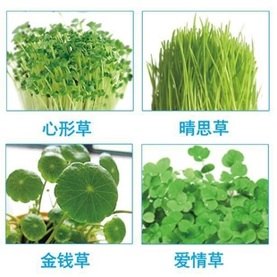 植物心形草晴思草彩叶草金钱草爱情草岩石草种子植物种子水培