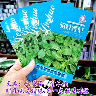 驱蚊草种籽绿罗勒种子阳台四季盆栽香草田园可食用金不换蔬菜种孑