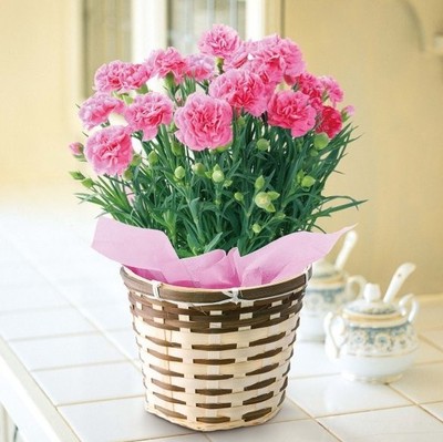 康乃馨种籽盆栽花卉种孑四季花种籽子室内外好养的花种子开花不断