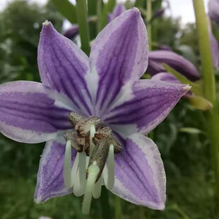 紫玉簪种子 紫萼 山玉簪 紫鹤 鸡骨丹 玉簪花种子 花卉种子