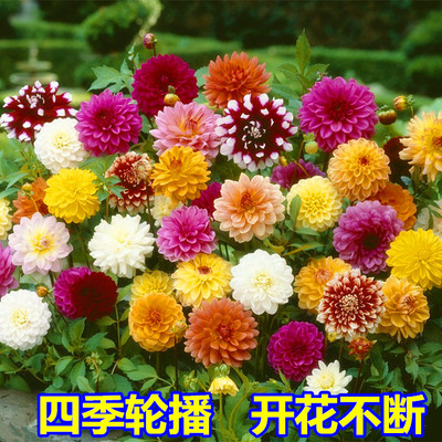 四季开花重瓣太阳小丽花易活植物盆栽庭院室外草花种籽大丽花种子