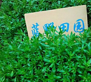 正宗药材盆栽垂盆草种子食用植物垂盆草盆栽四季常青