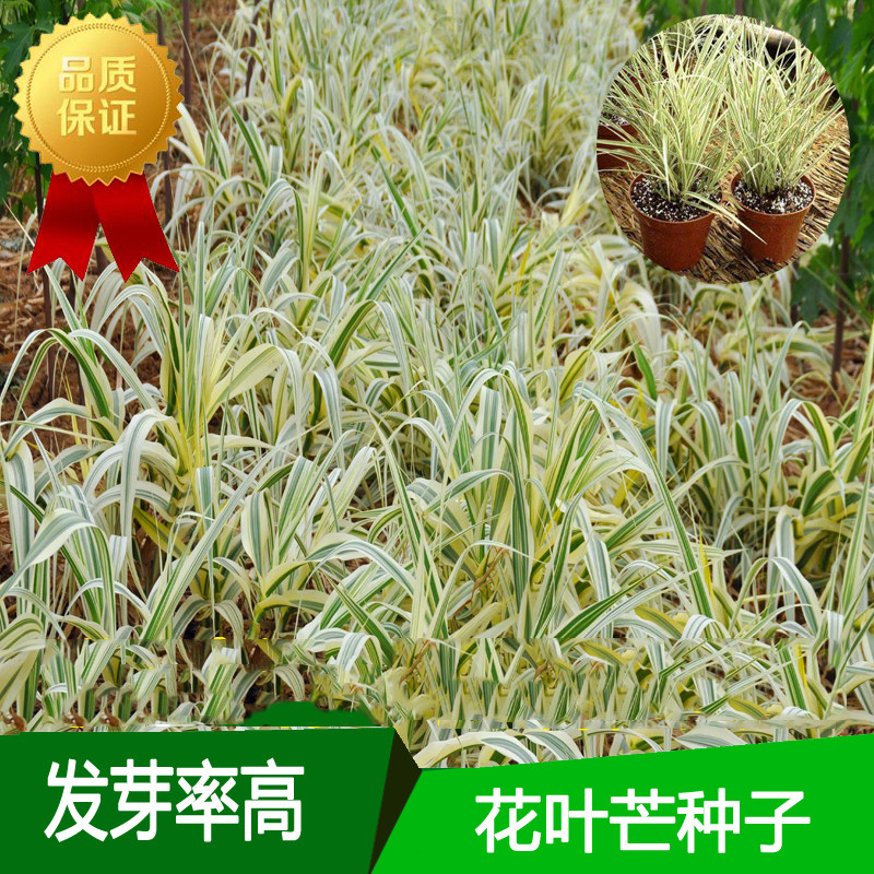 花叶芒种子 草京芒草京羽茅细叶笀花叶芒草草本植物庭院园林植物