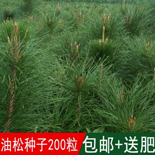 油松种子林木树种松树种子短叶松短叶马尾松红皮松东北黑松