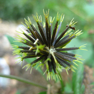 野草 三叶鬼针草种子 草药种子 夏季鬼钗草 粘人草籽 户外植物