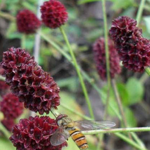 地榆种子东北山野菜根种子 中草药种子盆栽庭院花卉 全株种苗成苗