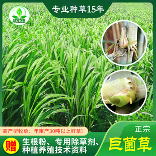 巨菌草种节多年生四季巨菌草种子高产牧草巨菌草种苗子种芽