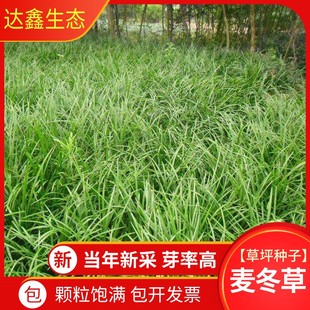 新采麦冬草种子 玉龙草种子 金边麦冬 草籽 日本矮麦冬草种子耐寒