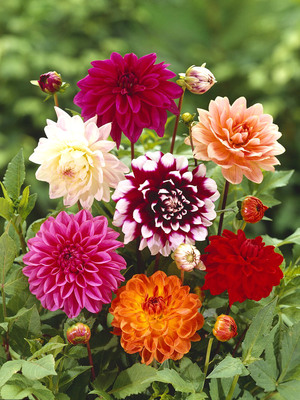 易活花种大丽花种子重瓣混色大丽菊地瓜花多年生四季播种花 沣泽