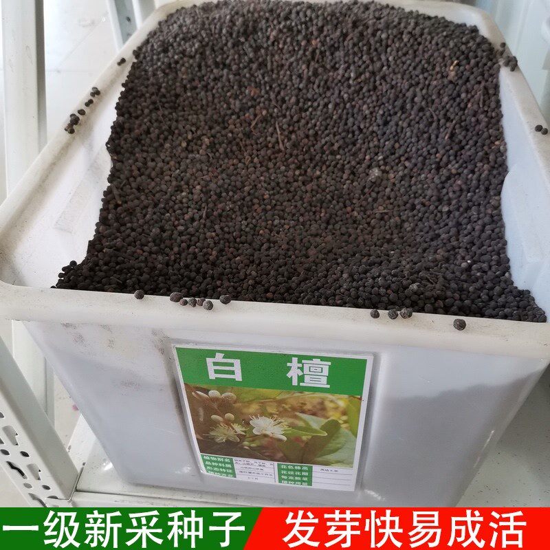 白檀种子檀香树种籽木质含香优质木材国产多年生散装四季林木种孑