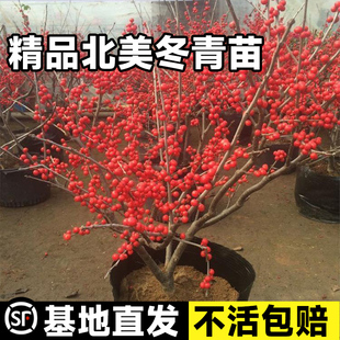 进口北美冬青盆栽带红果送公树年宵花真鲜花耐寒花卉北美冬青树苗