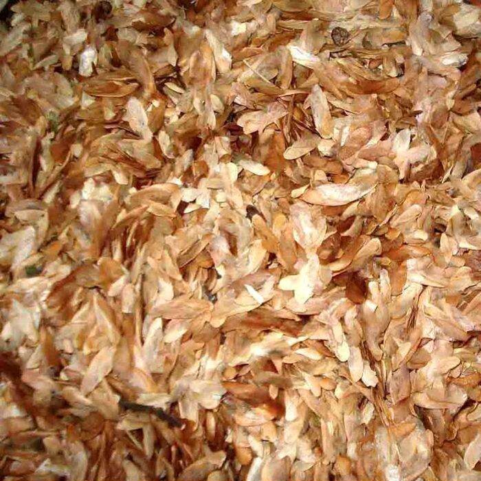 香椿籽 红油香椿种子 芽苗菜 绿油椿树种子 春树籽 香醇树籽种子