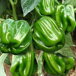 麻辣椒种子辣椒薄皮中辣脆辣椒种子蔬菜种子菜园种植