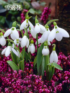 新品进口雪片莲种球盆栽蓝铃花雪滴花四季花卉当年开花百合多年生
