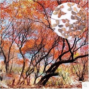 黄栌种子烟树种子花卉/彩叶树种子 新采花种子林木种子风景树种籽