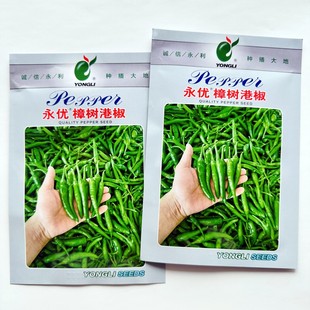 正宗永优樟树港椒种籽樟树辣椒种子优质辣椒种子香辣清脆杂交种孑