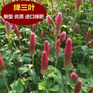 果园绿肥种子 地中海三叶草 绛三叶 果园 花卉蜜源鸡鸭牛羊鱼牧草