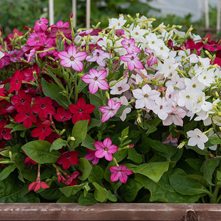 花菸草种子庭院美花混色大长烟仔草花籽多年生花坛室外阳台可盆栽