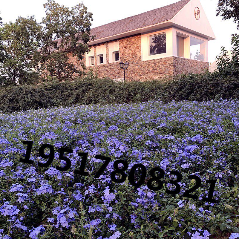 室内阳台垂吊植物花籽盆栽花卉蓝花亚麻种籽子兰花亚麻花卉种子