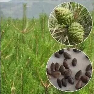 松树种子油松黑松雪松白皮松湿地松马尾松华山松五针松罗汉松种子