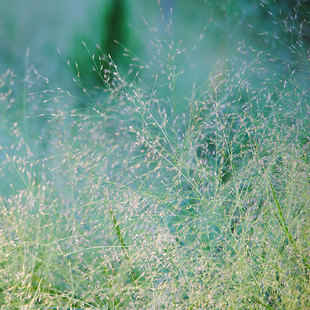 美丽云草种子喷泉草籽种子可切花配草插花室内外阳台盆栽春季播
