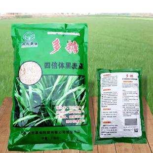 四倍体宽叶高产多糖黑麦草种子耐寒进口养殖牛羊鱼一年生牧草种籽