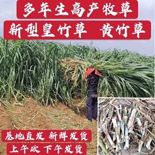 多年生牧草新型皇竹草种节黄竹草种子四季常绿高产草种量大优惠