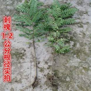 树苗护坡耐寒紫穗槐树苗防沙固沙灌木国槐刺槐树苗耐旱固土绿化苗