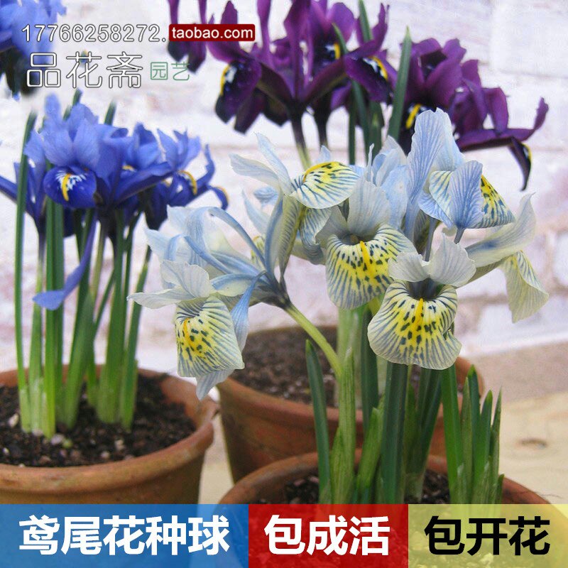 德国进口鸢尾花种球盆栽花卉庭院水培水生植物四季鸢尾花苗大球根