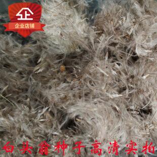 优质白头翁种子 白头翁籽 菊菊苗 老翁花 老冠花 猫爪子花