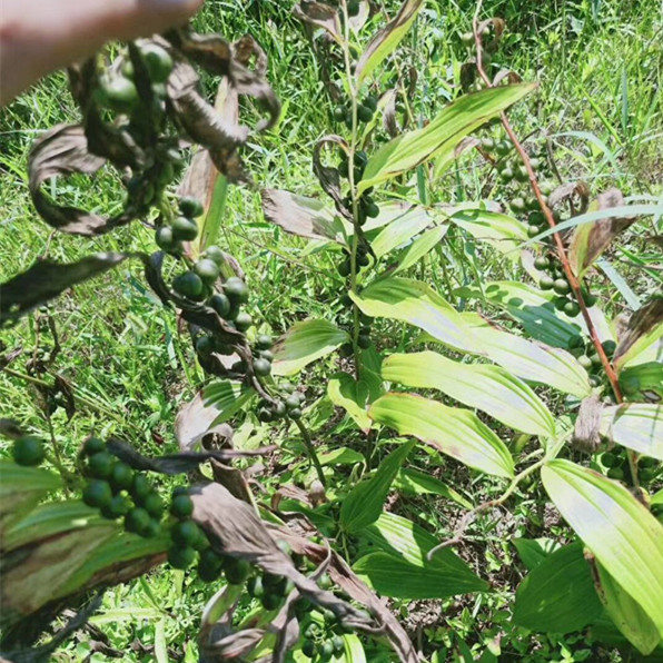 现采九华山多花姜型黄精种子老虎姜形种籽500g甜黄精种植苗带皮