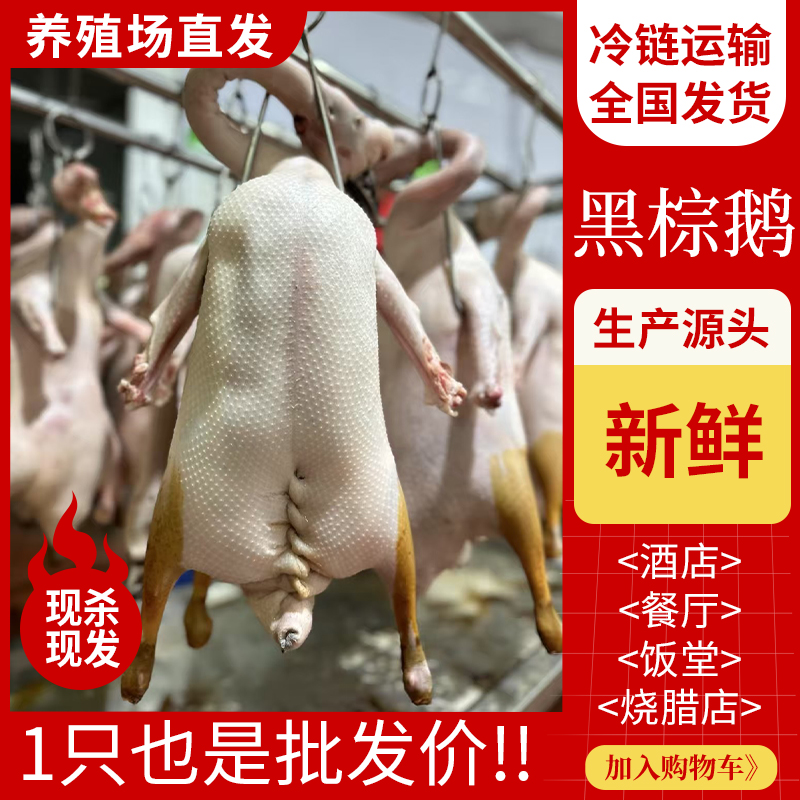 正宗清远黑棕鹅商用批发新鲜乌棕鹅棚鹅茶餐厅酒店烧腊烧鹅原材料