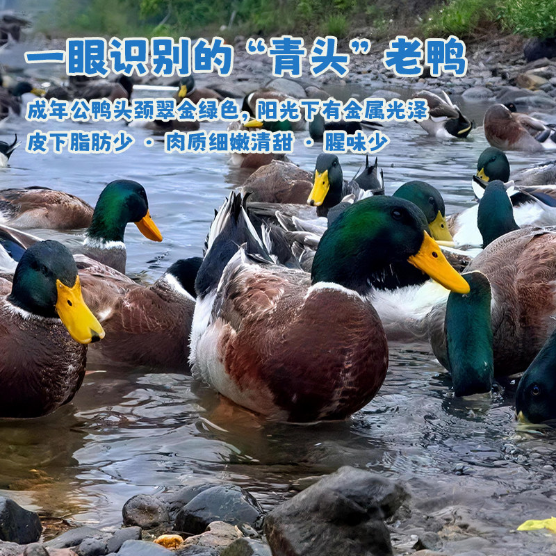 正宗清远农家散养青头鸭土鸭走地老鸭整只新鲜现杀水鸭绿头野鸭子