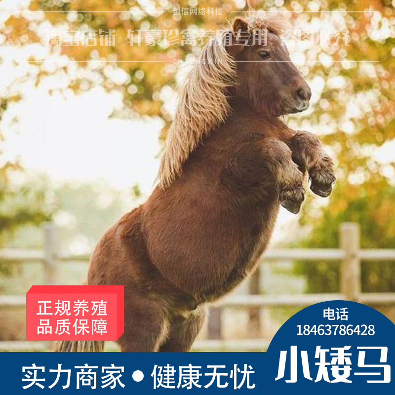 小矮马宠物马迷你活体儿童真马幼体设特兰矮脚马真正的马活物
