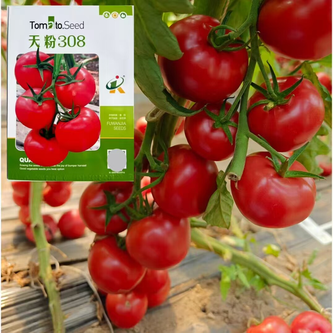 308番茄种子粉红番茄果肉厚口感好耐贮无限生长番茄种籽硬度高