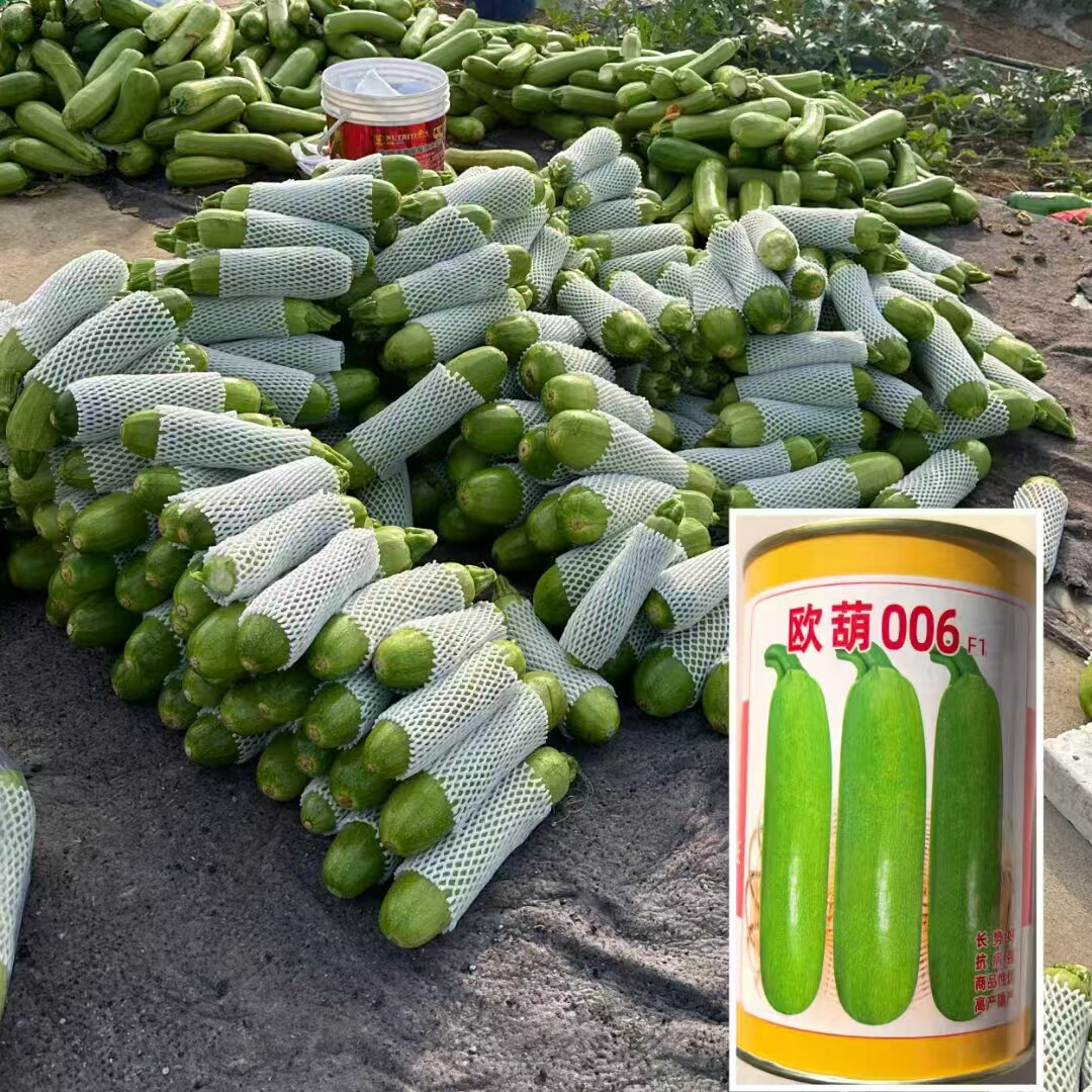 006西葫芦种子瓜皮油绿卖相好春秋冬季耐低温角瓜蔬菜种孑