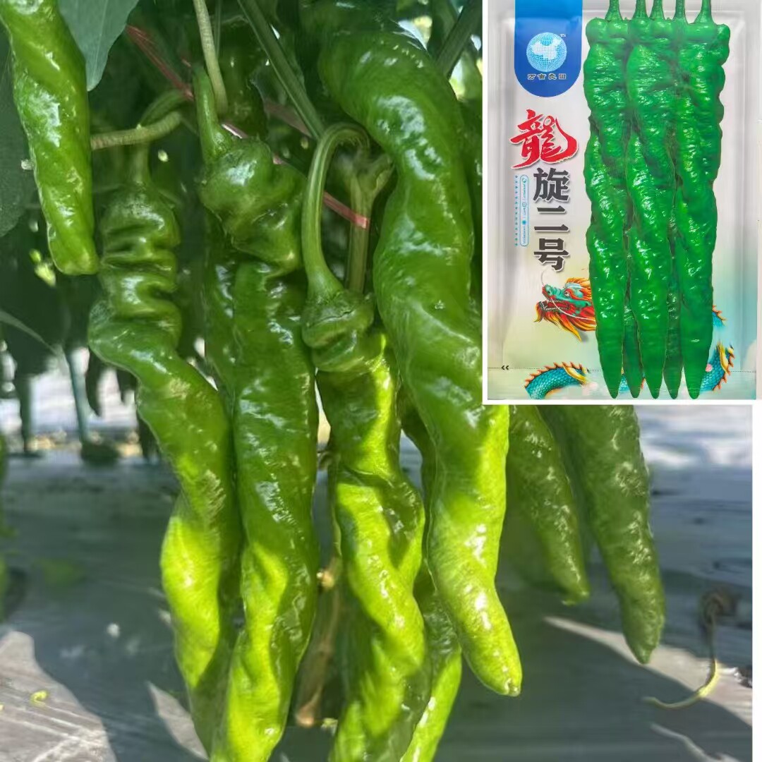 全螺旋1号螺丝椒种子高产早熟薄皮香辣全螺型辣椒种籽孑