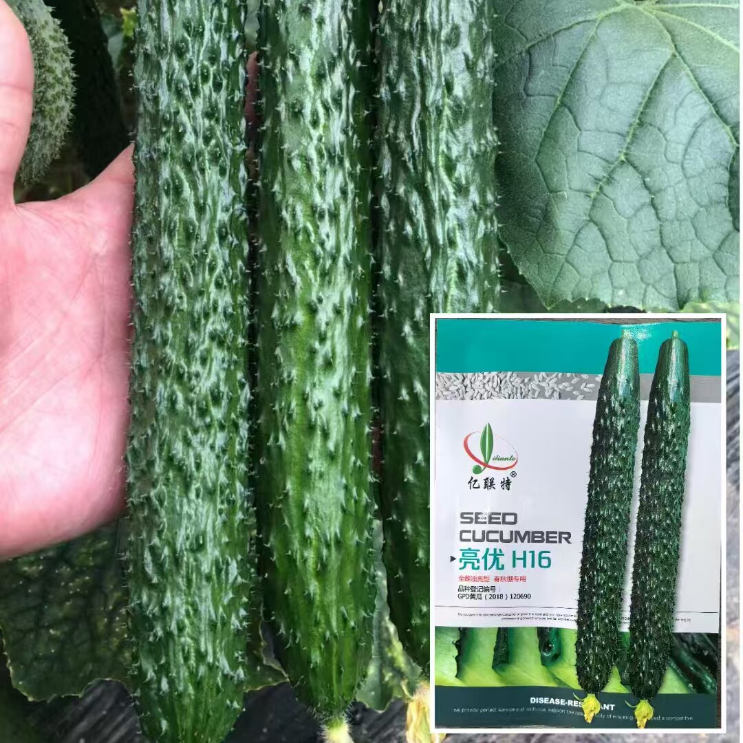 黄瓜种子全雌油亮黄瓜种籽抗病高产杂交黄瓜种籽春秋季播种