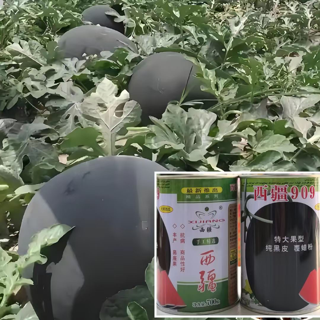 西疆909黑皮无籽西瓜种子特大果型黑皮覆蜡粉甜西瓜种子