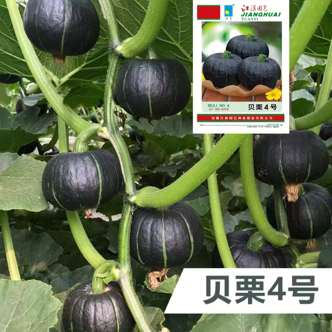 贝栗4号贝贝南瓜种籽抗病高产杂交小南瓜种子南北方春夏季播蔬菜
