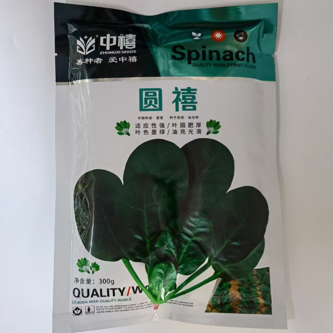 圆禧菠菜种子黑油亮春秋越冬季易播直立性强味甜质嫩抗病菠菜籽