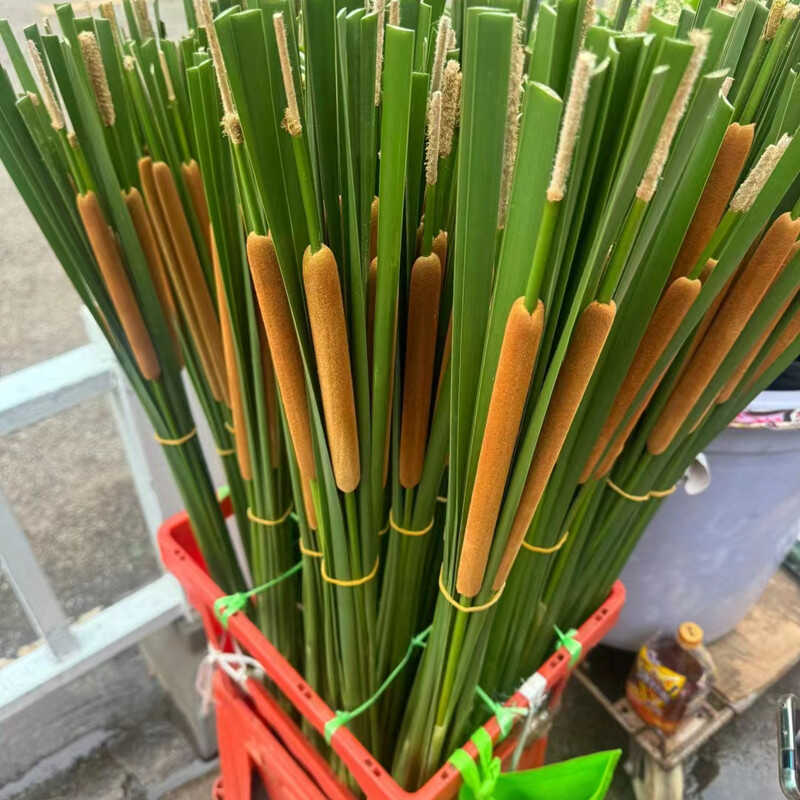 蒲棒香蒲草水蜡烛插花摆饰摄影道具两用失眠 安神护颈椎枕头真花