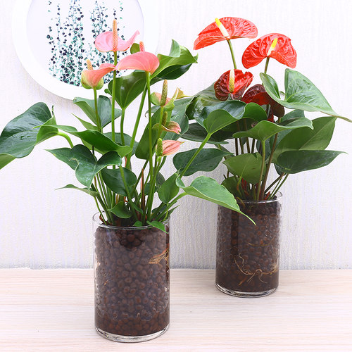 白掌花粉价格 白掌花粉图片 星期三